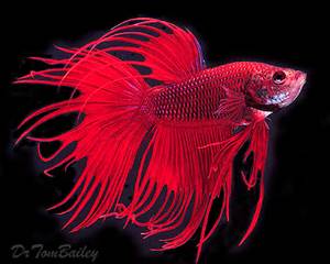 betta2