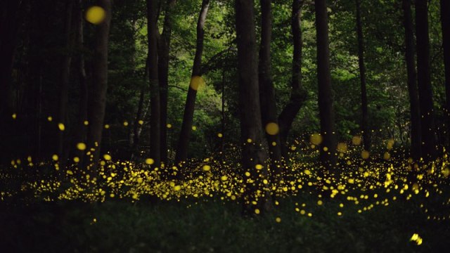 fireflies-at-night-tsuneaki-hiramatsu-6