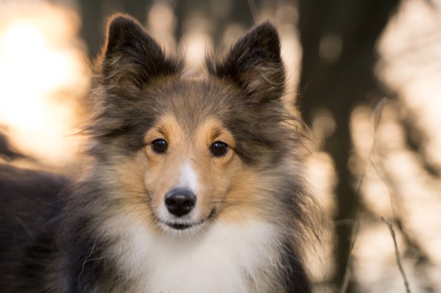 sheltie