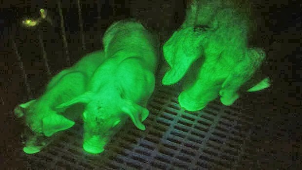 3 glowing pigs