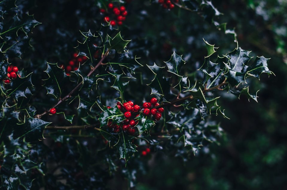 holly